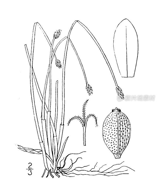 古植物学植物插图:Eleocharis acuminata，平的茎尖刺